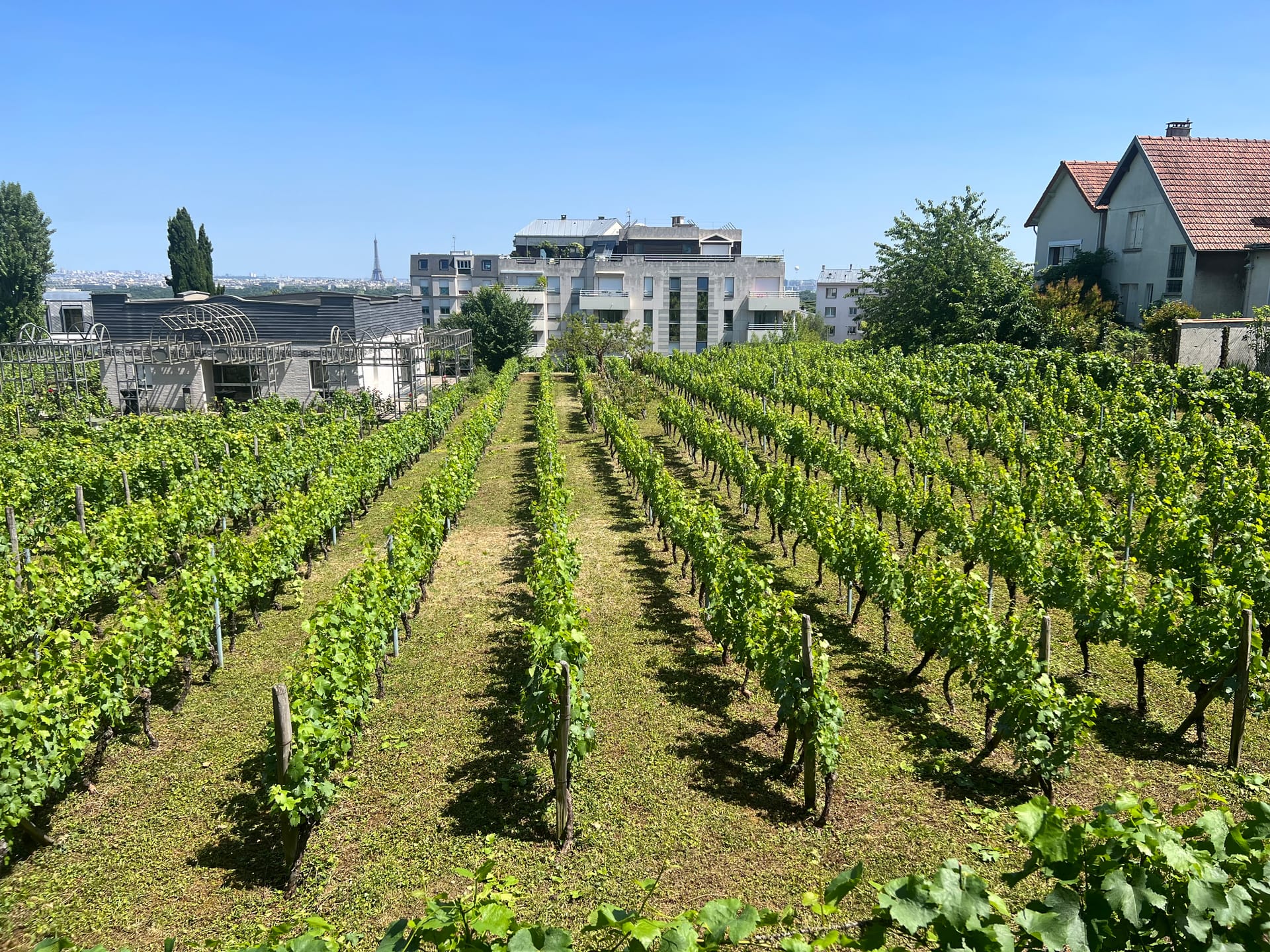 Gros plan d'une taille de vigne